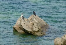 Cormoran à ventre blanc