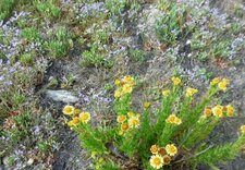 Flore littorale