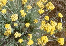 Immortelle des dunes