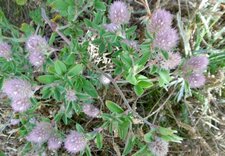 Trèfle des champs (trifolium arvense)