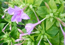 Belle de nuit (mirabilis jalapa)