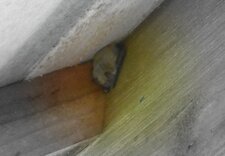 Pipistrelle au repos