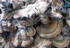 Champignon "polypore en fronde"