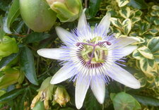 Passiflore bleue 