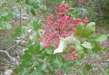 Pistachier térébinthe