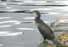 Cormoran urbain 