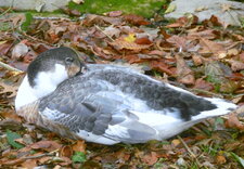 Canard ou oie non identifié(e)