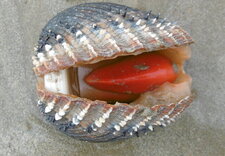 Bucarde épineuse