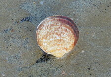 Amande de mer