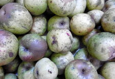 Pommes locales