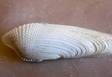 Pholade blanche (barnea caldida)