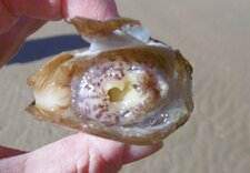 Kouilhou kezeg de profil (mya arenaria)
