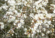 Prunellier en fleur