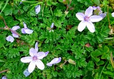 Erodium bec de grue (cicutarium)