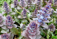 Bugle pyramidale