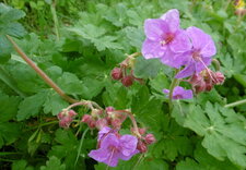 Géranium vivace