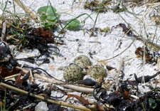 Nid de gravelots à collier interrompu