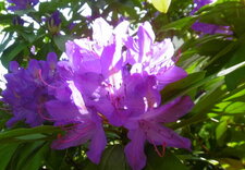 Rhododendron ponticum