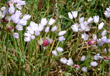 Ail rose sauvage (Allium roseum)