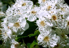 Aubépine