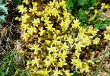 Orpin brûlant (Sedum âcre)