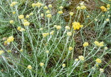 Immortelle des dunes