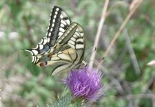 Papillon "machaon"