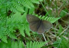 Papillon "Tristan"