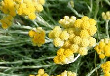 Immortelle des dunes