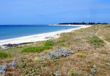 La flore de la dune