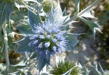 Panicaut des dunes