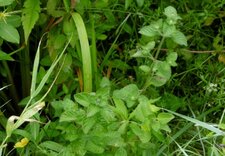 Menthe aquatique