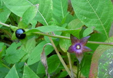 Belladonne