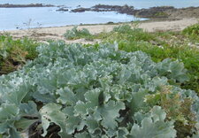 Crambe maritime