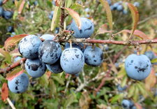 Prunelles