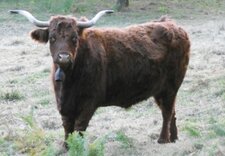 Boeuf "Salers"