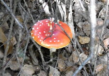 Amanite tue-mouches