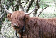 Audhumla, jeune "Heilan coo"