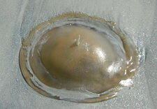 Méduse atlantique