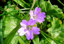 Géranium mou