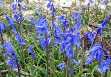 Jacinthe des bois