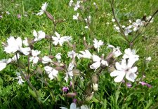 Compagnon blanc (silène latifolia)