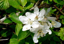 Pommier sauvage