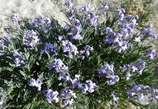 Giroflée des dunes (matthiolia sinuata)