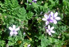 Erodium cicutarium (bec de grue à feuilles de cigüe)