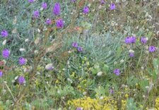 Flore de la dune