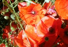 Coquelicots