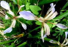 Iris fétide