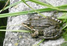 Grenouille verte