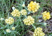 Immortelle des dunes (Helichrysum stoechas)